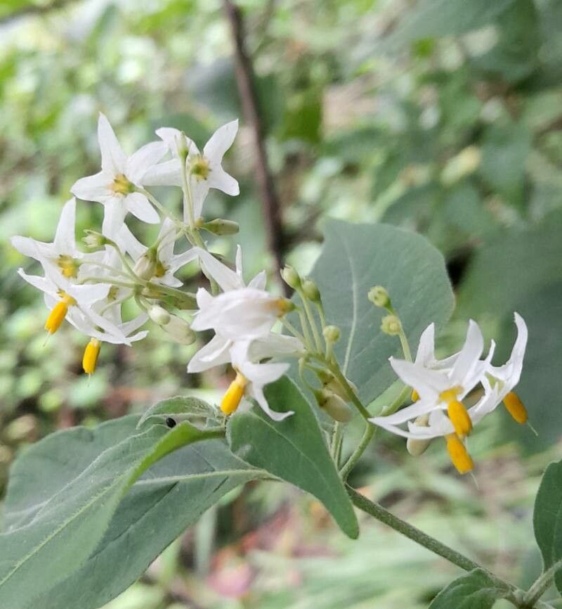 Solanum aloysiifolium flower
