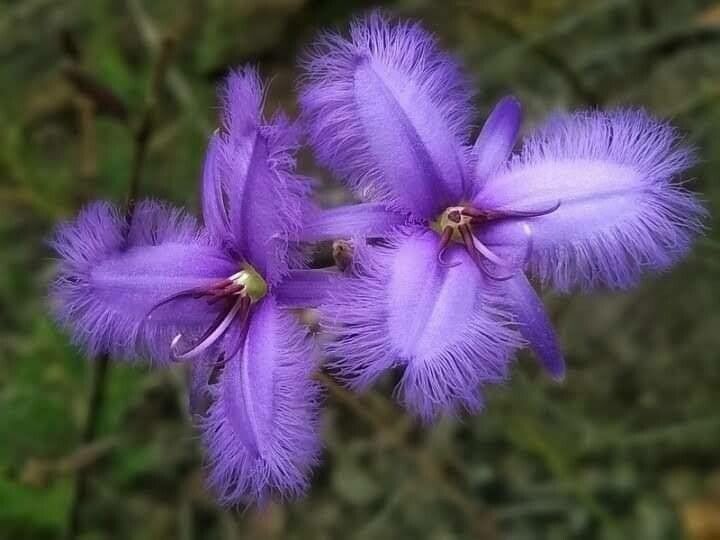 Thysanotus tuberosus flower