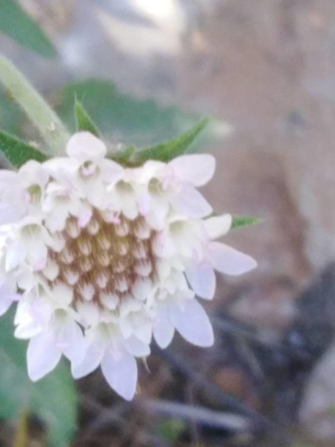 Pterocephalus plumosus flower