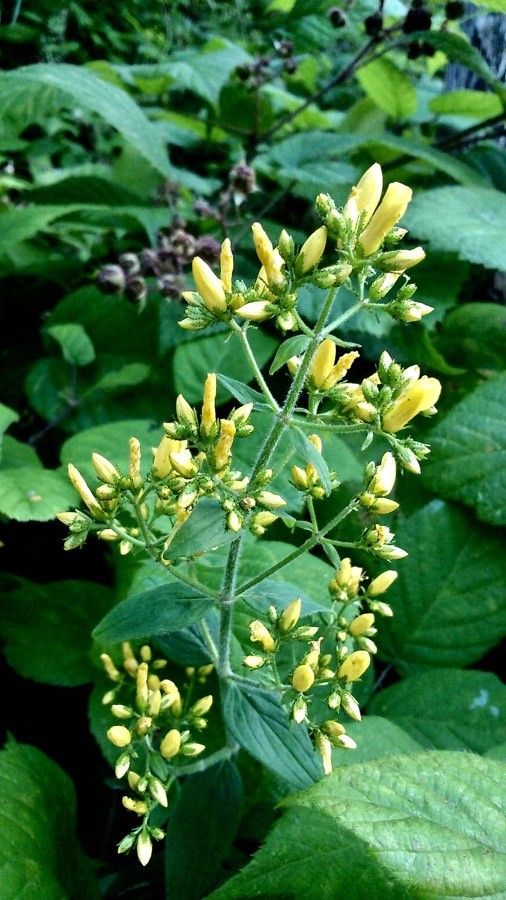Hypericum hirsutum flower