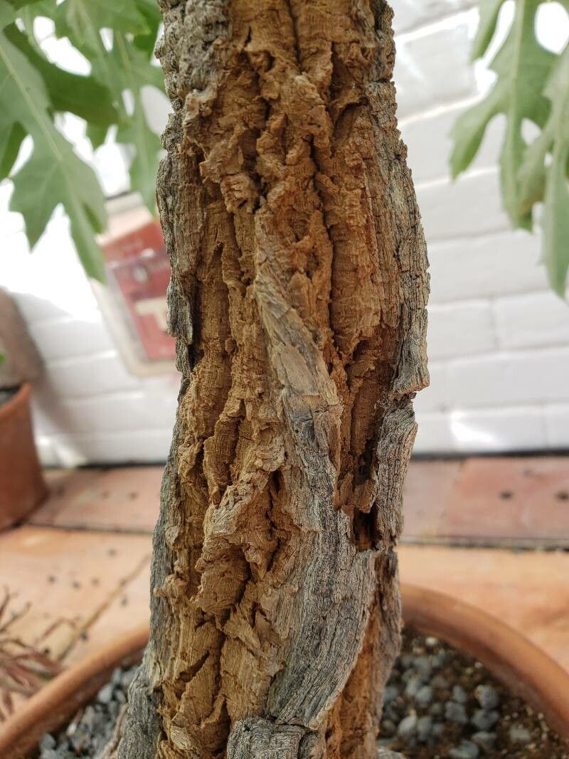 Cussonia paniculata bark