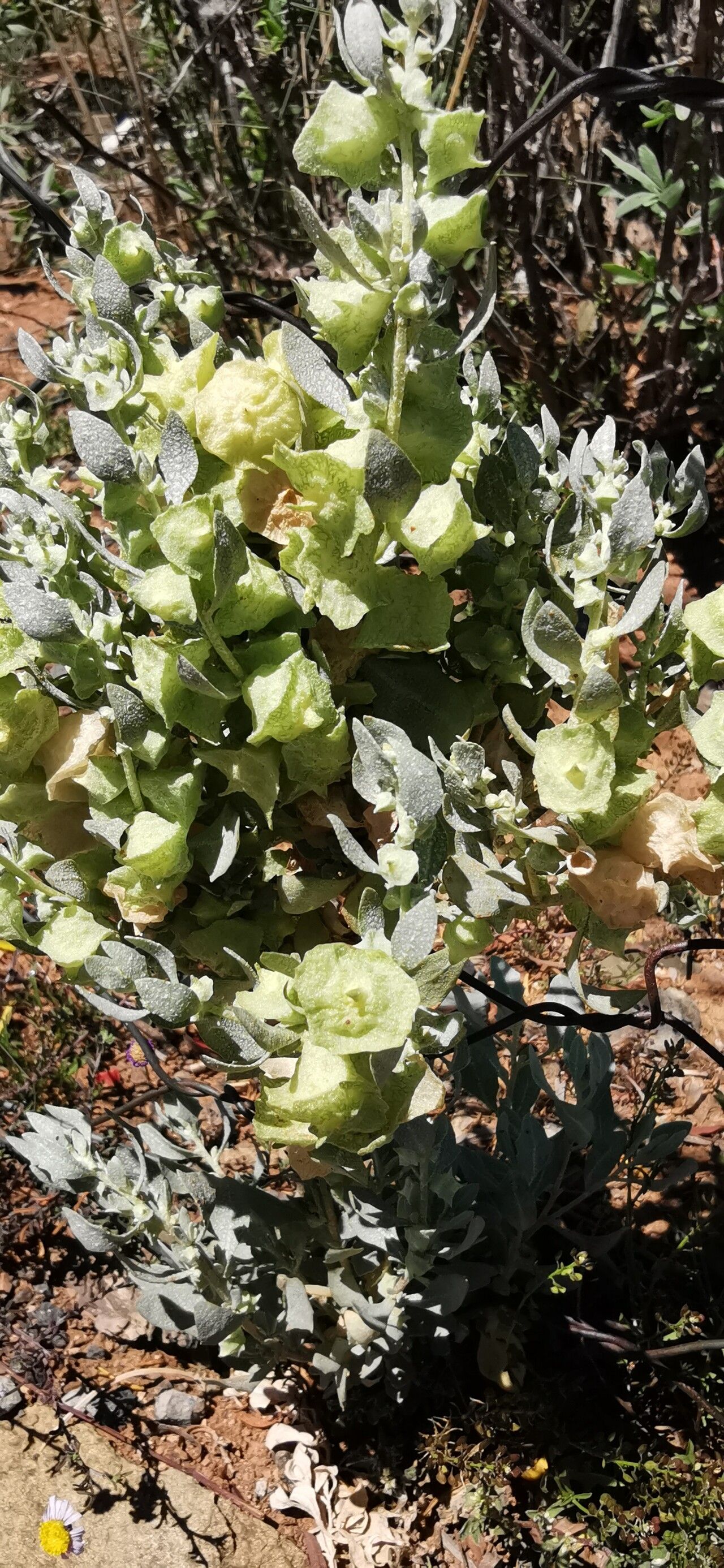 Atriplex lindleyi flower