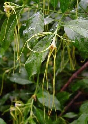 Strophanthus divaricatus flower