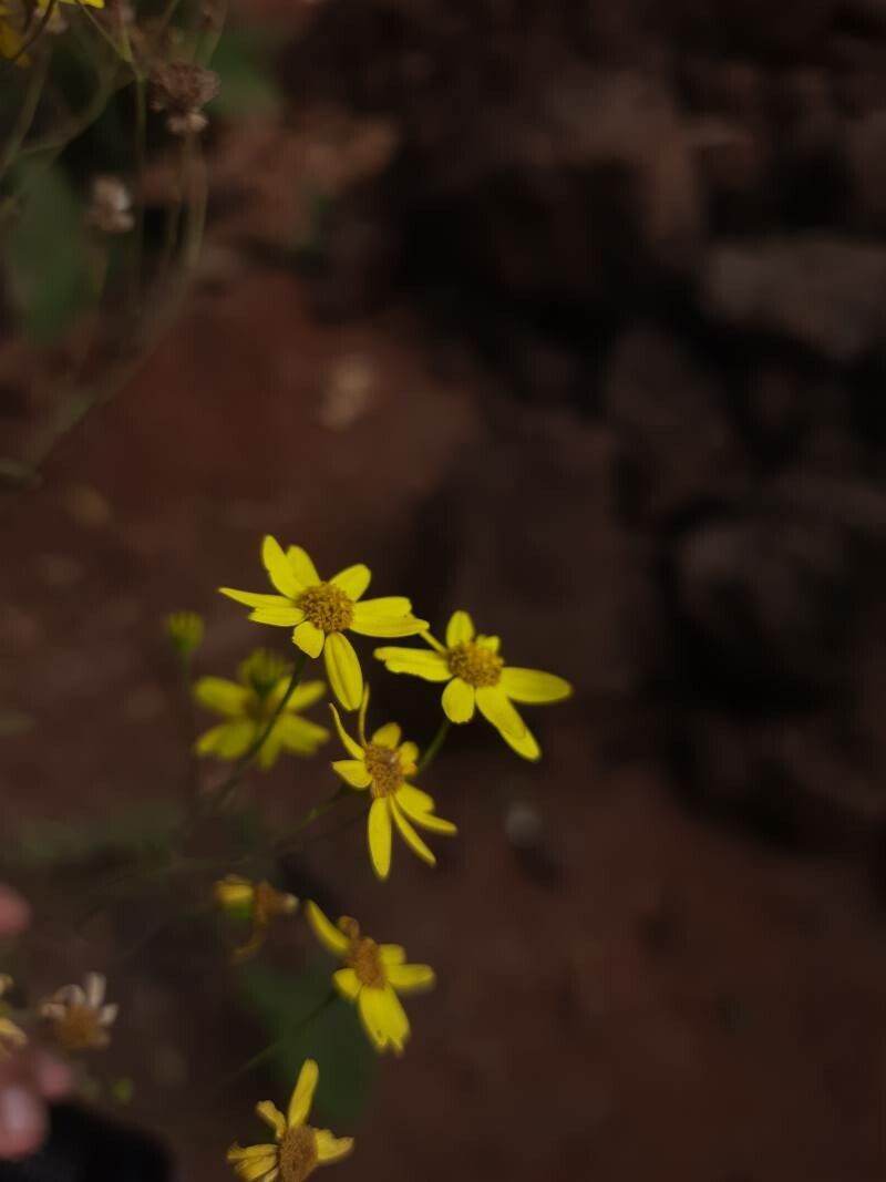 Senecio edgeworthii flower