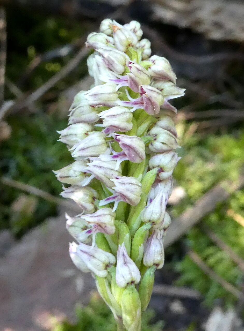 Neotinea maculata flower