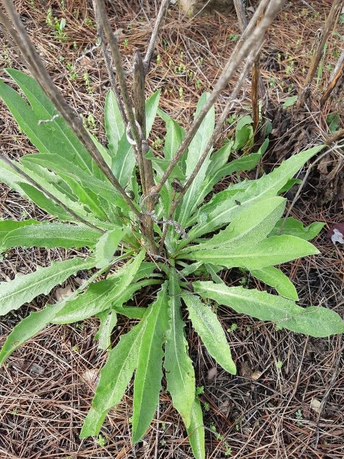 Conyza albida — related species from the same genus