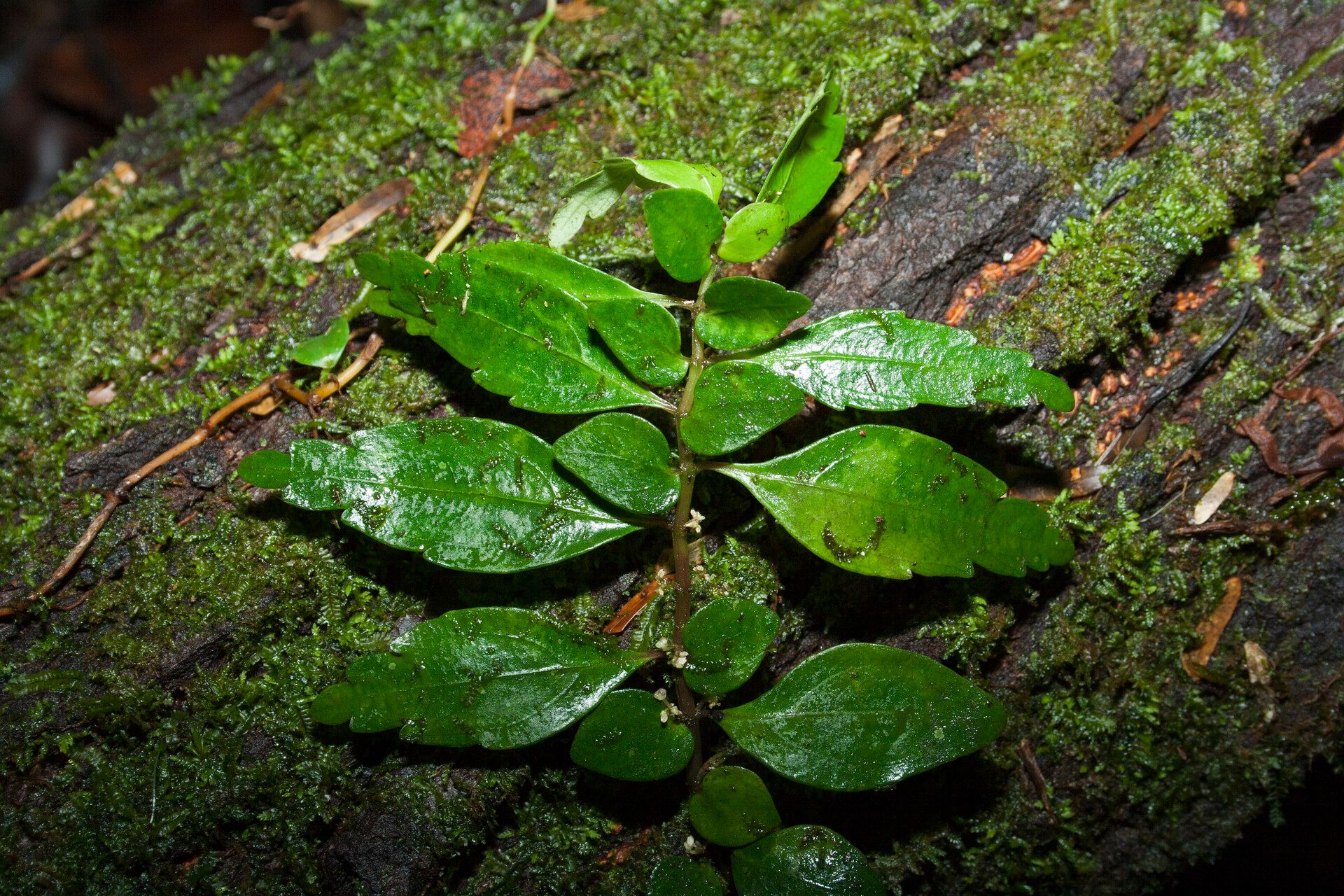 Pilea imparifolia habit