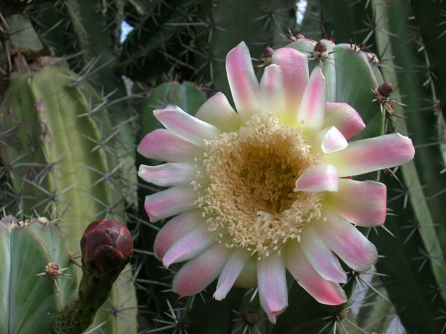 Cereus jamacaru flower