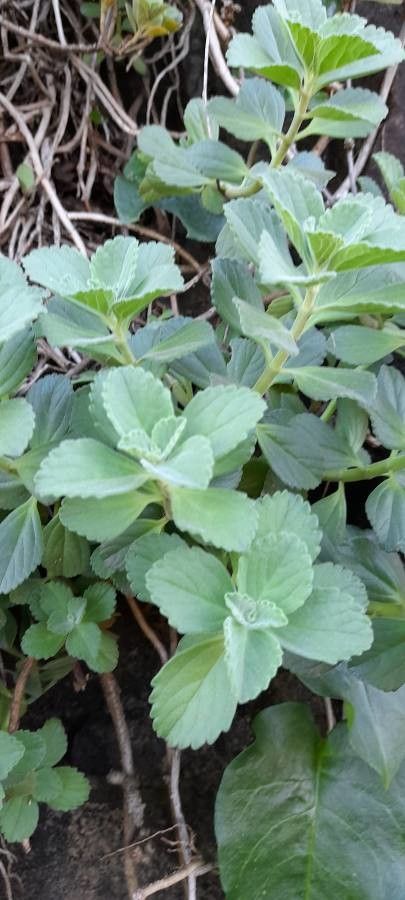 Plectranthus ornatus — search result for 'Eritrea'