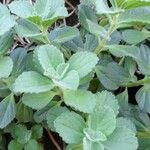 Plectranthus ornatus