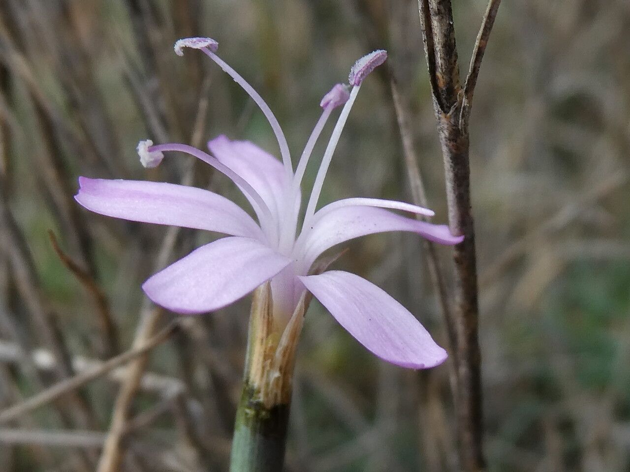 Dianthus pyrenaicus flower