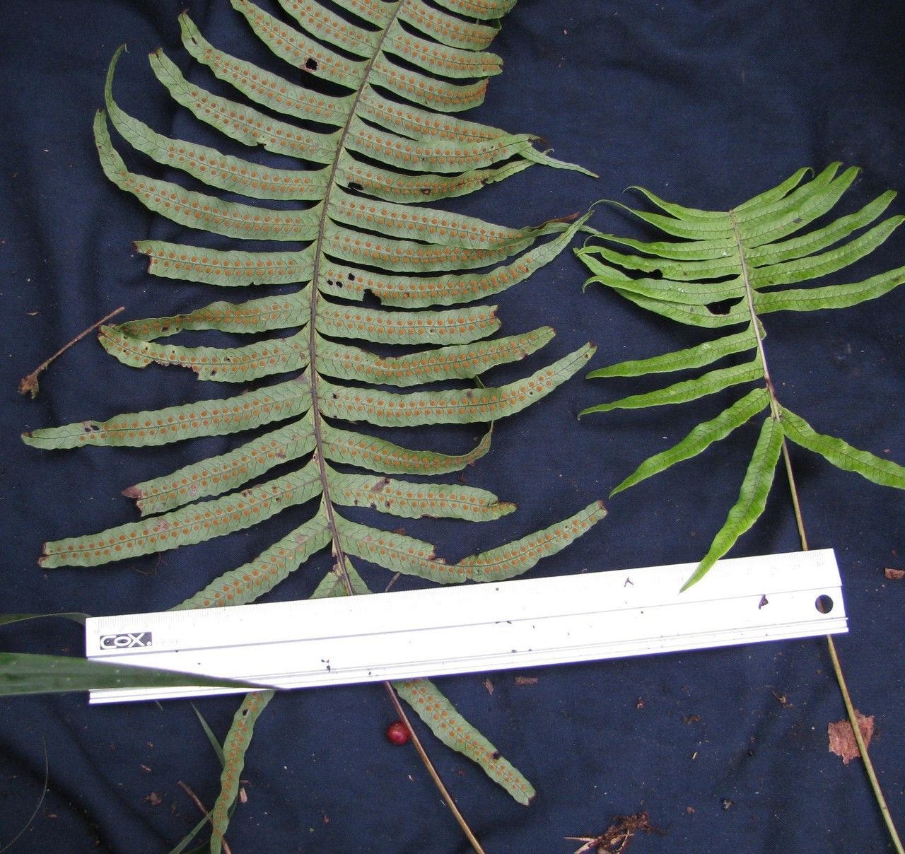 Serpocaulon falcaria — related species from the same genus