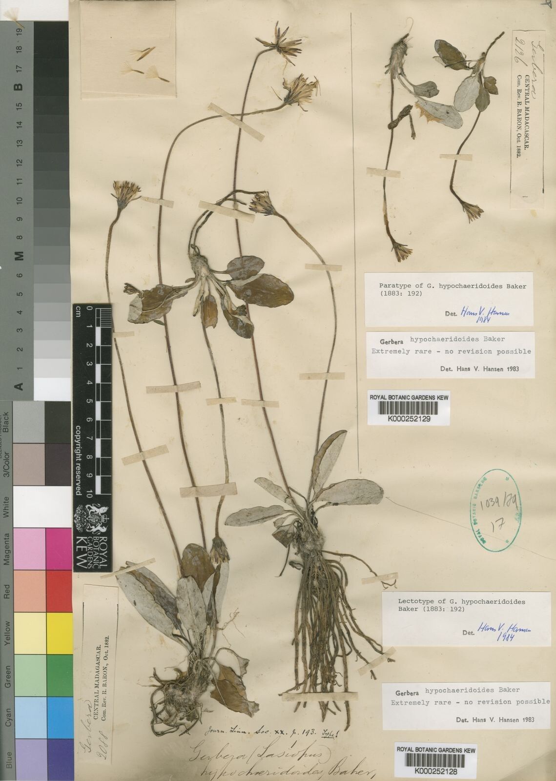 Gerbera hypochaeridoides — search result for 'Gerbera'