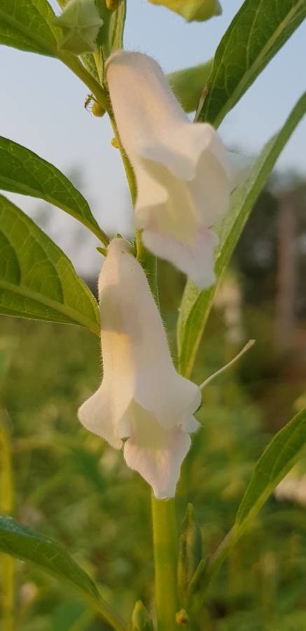 Sesamum indicum flower