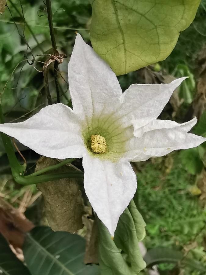 Coccinia grandis flower