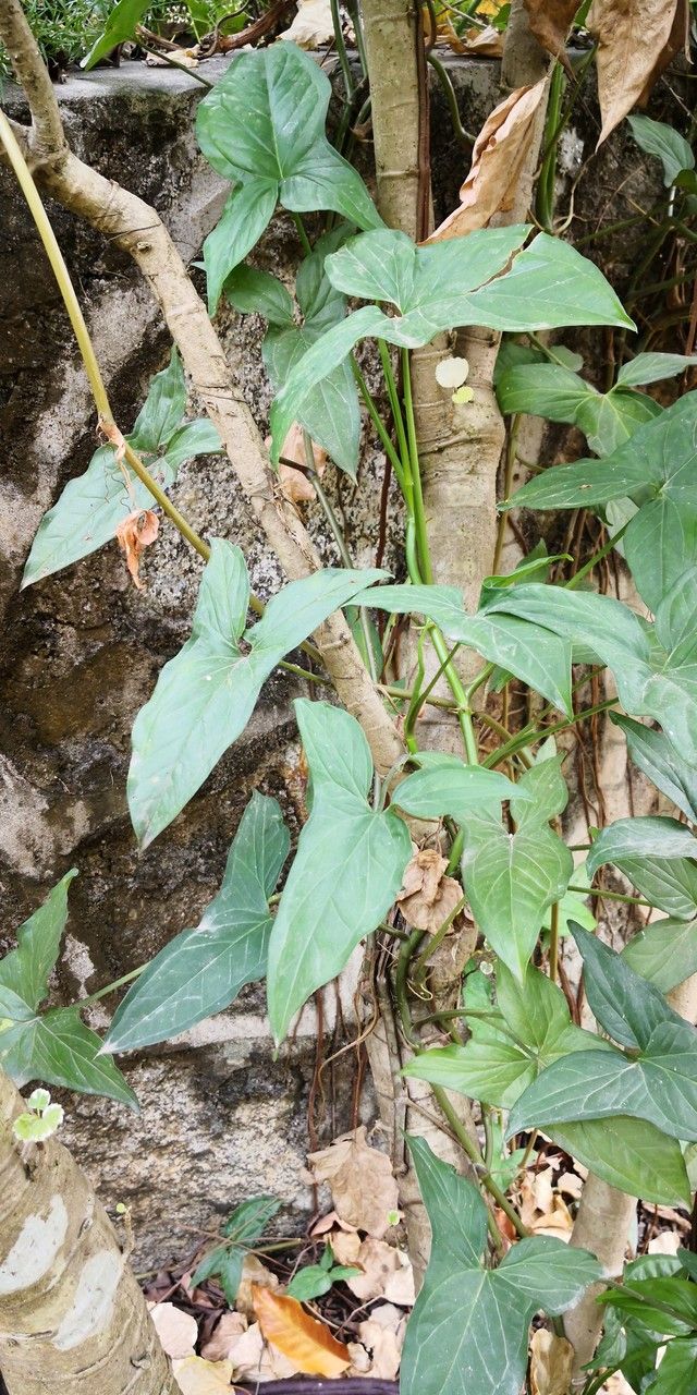 Typhonium blumei habit