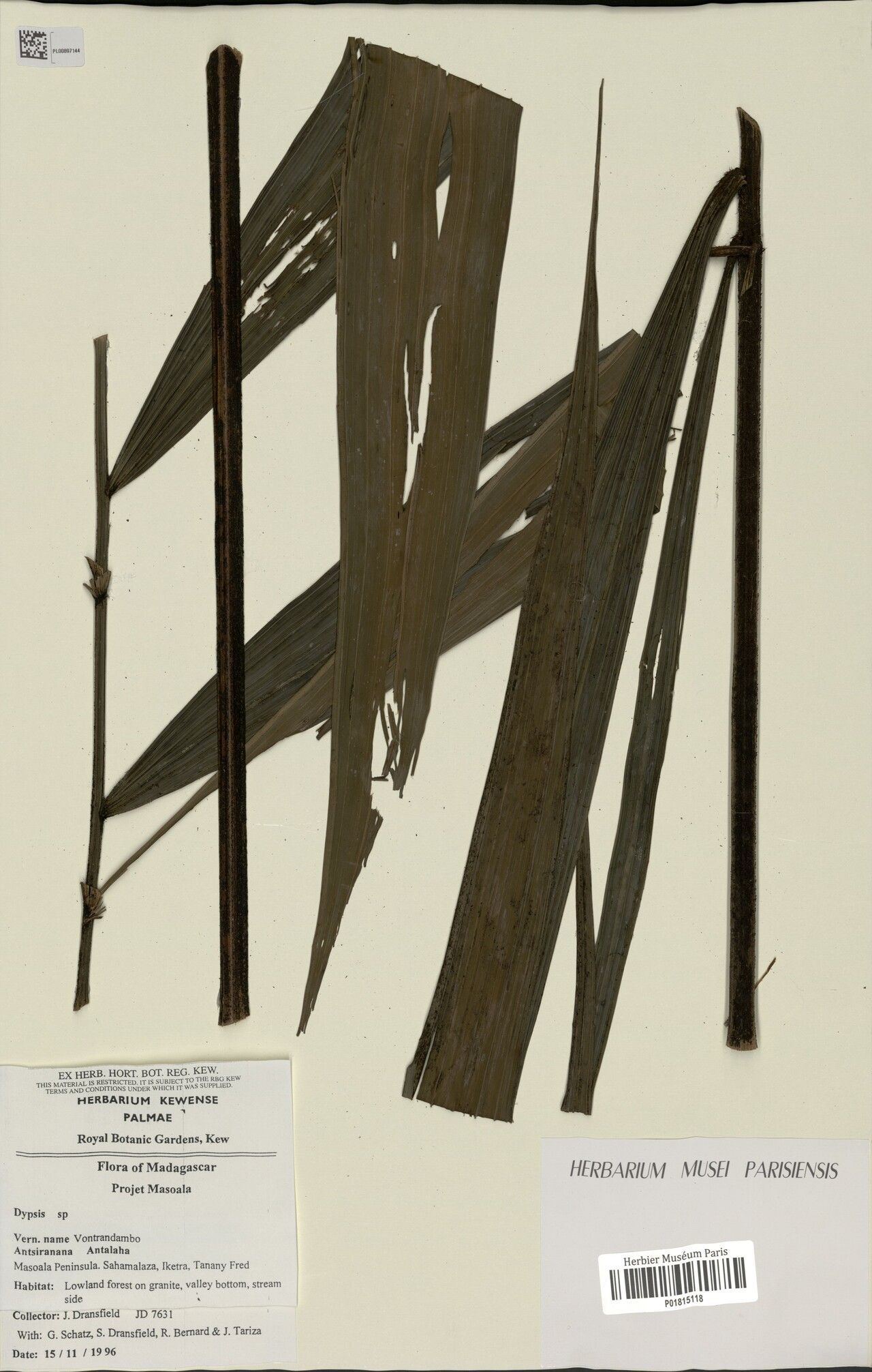 Dypsis vonitrandambo — houseplant care guide