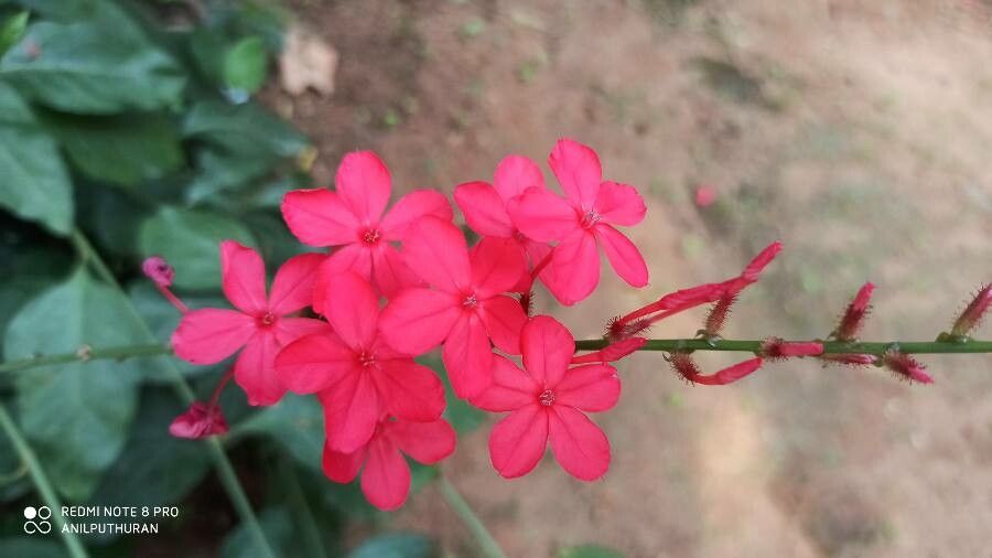 Plumbago indica flower