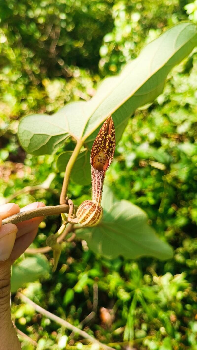 Aristolochia sprucei flower