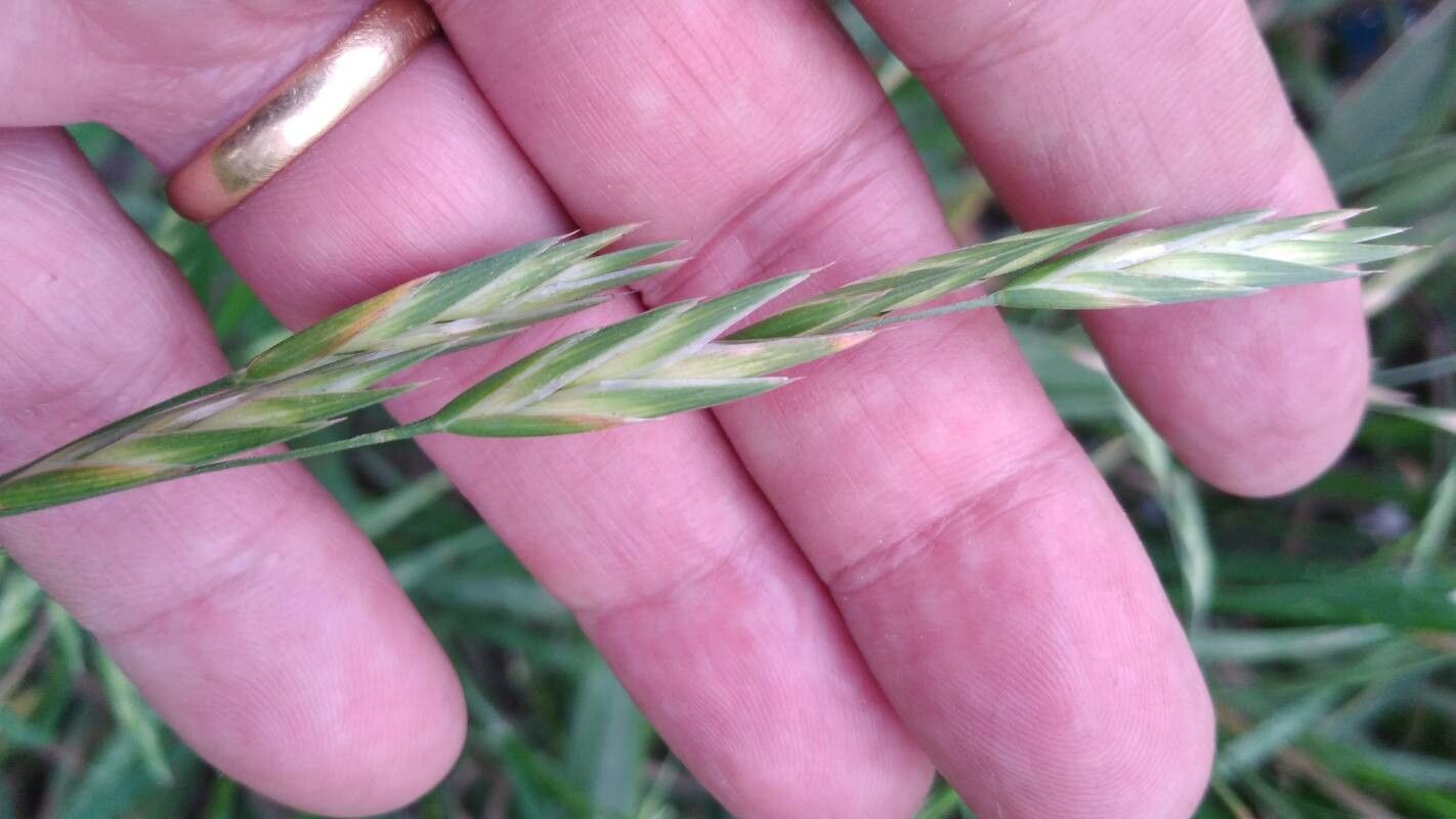 Bromus catharticus flower