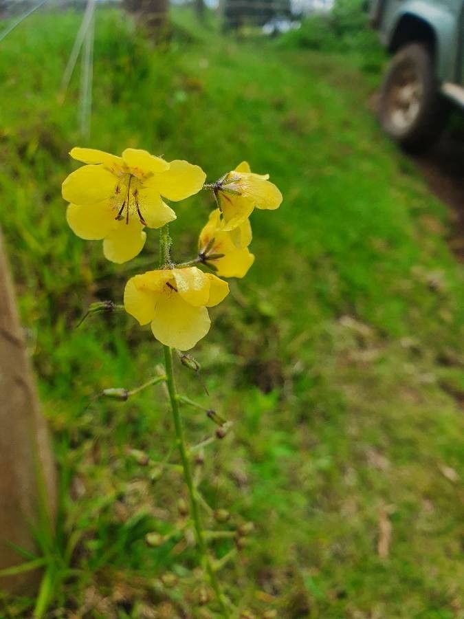 Verbascum brevipedicellatum flower