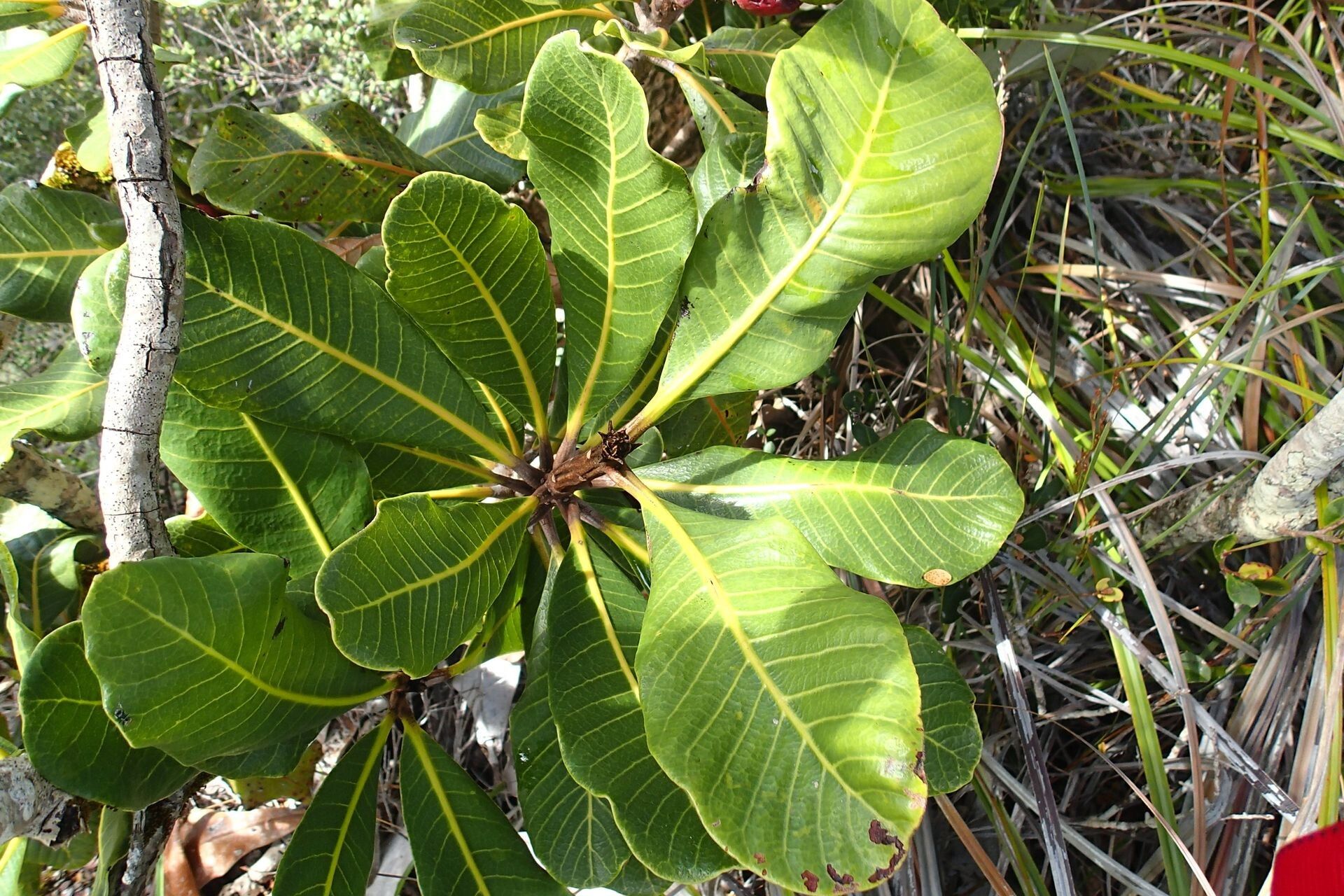 Semecarpus riparius habit