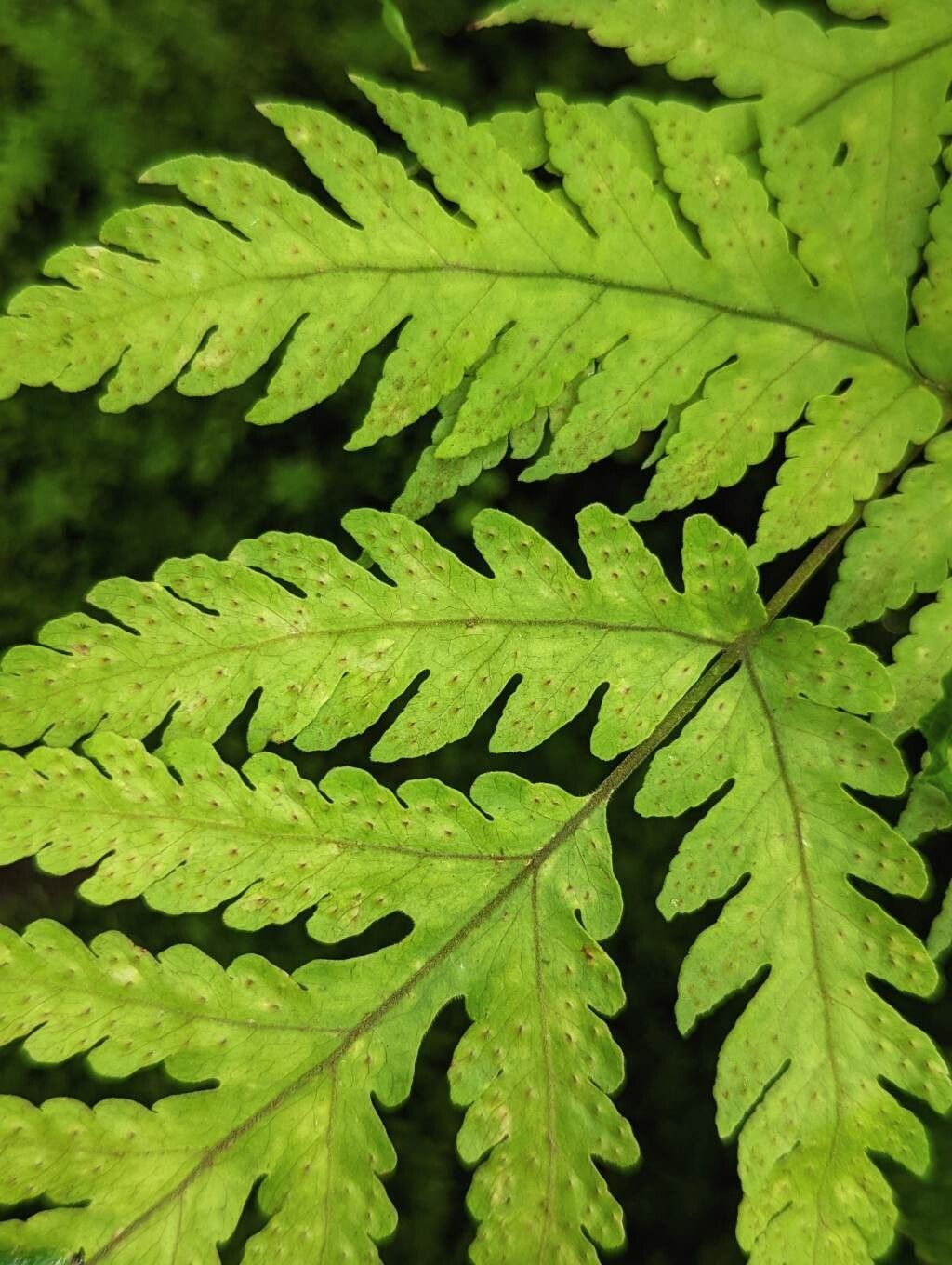 Tectaria cicutaria leaf