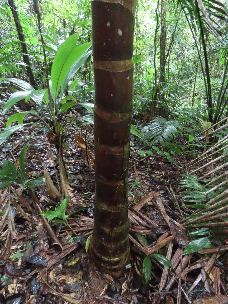 Welfia regia bark