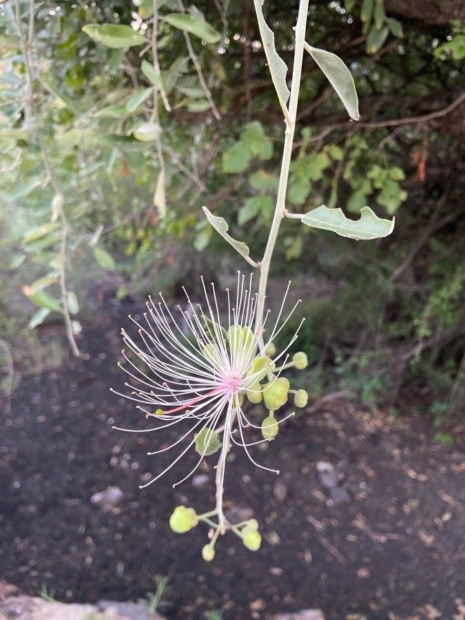 Capparis tomentosa flower