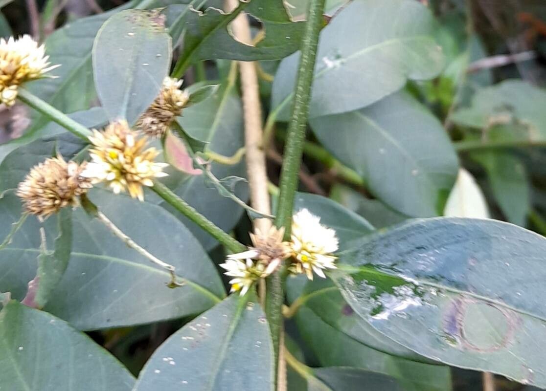 Alternanthera ficoidea flower