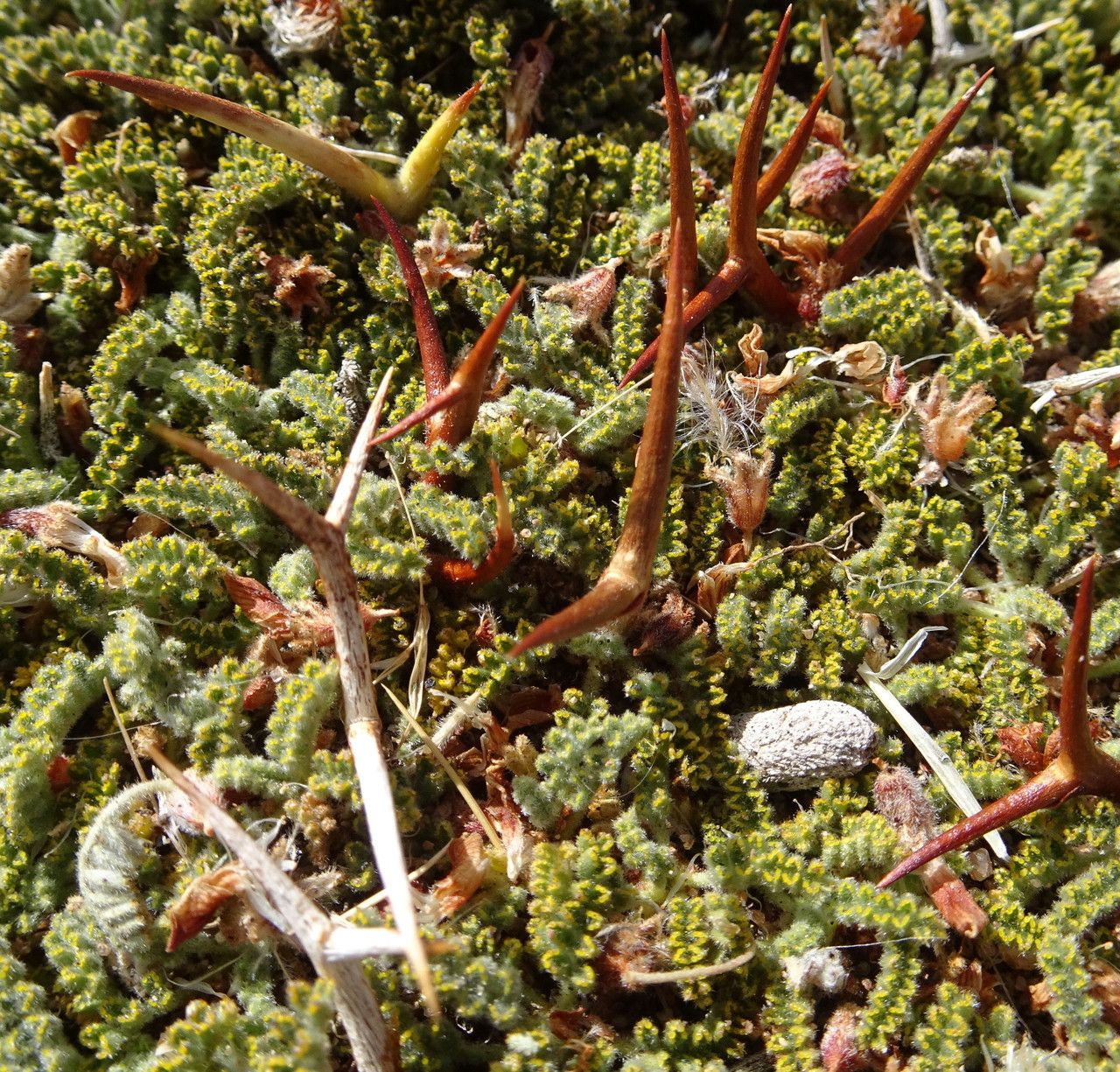 Adesmia occulta leaf