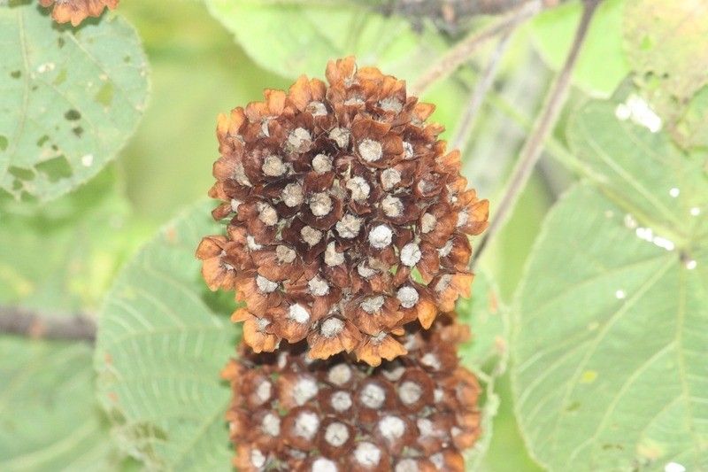 Dombeya pilosa fruit