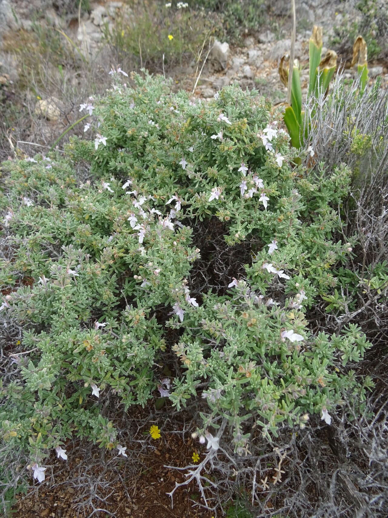 Teucrium brevifolium habit