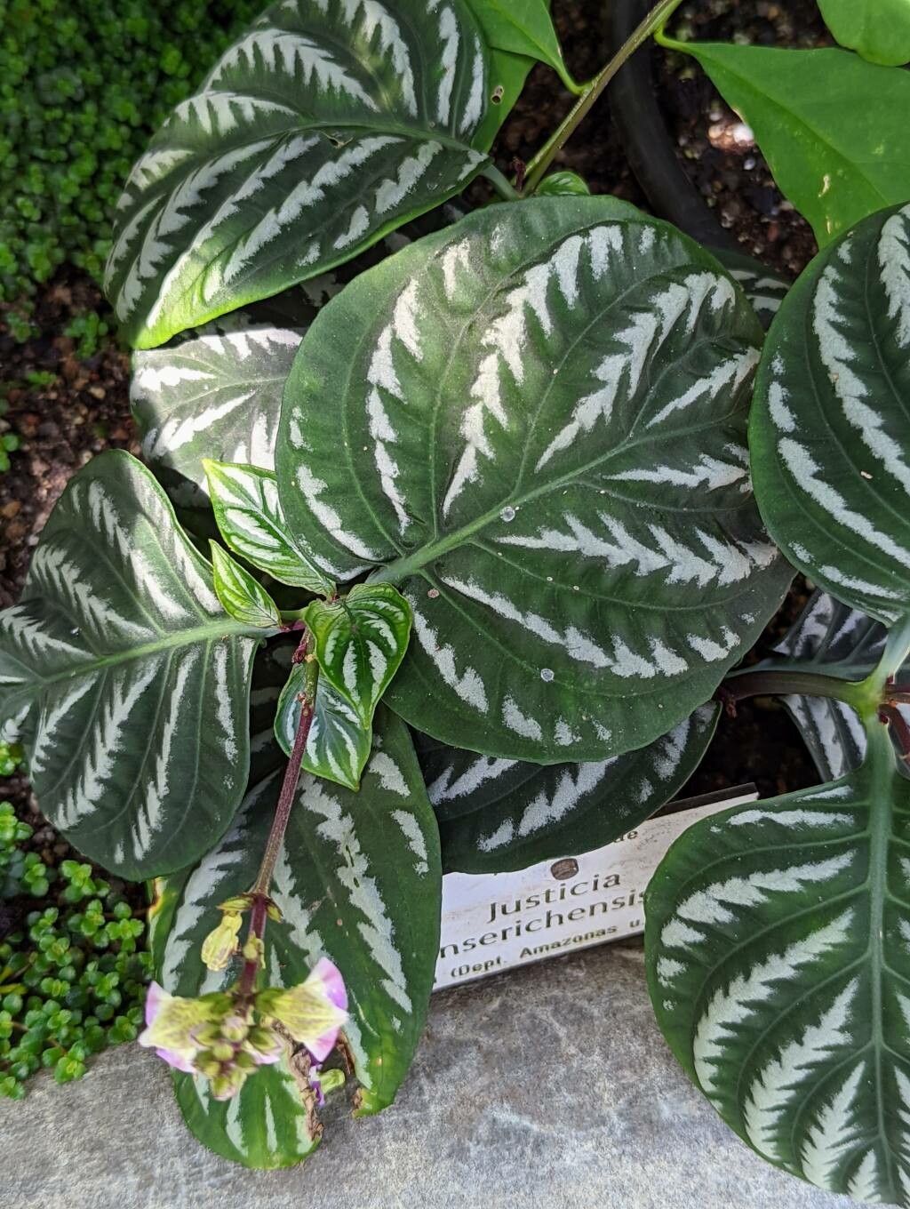 Justicia manserichensis leaf