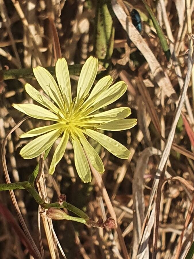 Launaea hafunensis flower