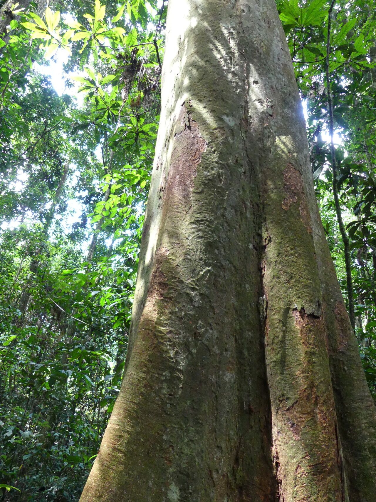 Cynometra hankei bark