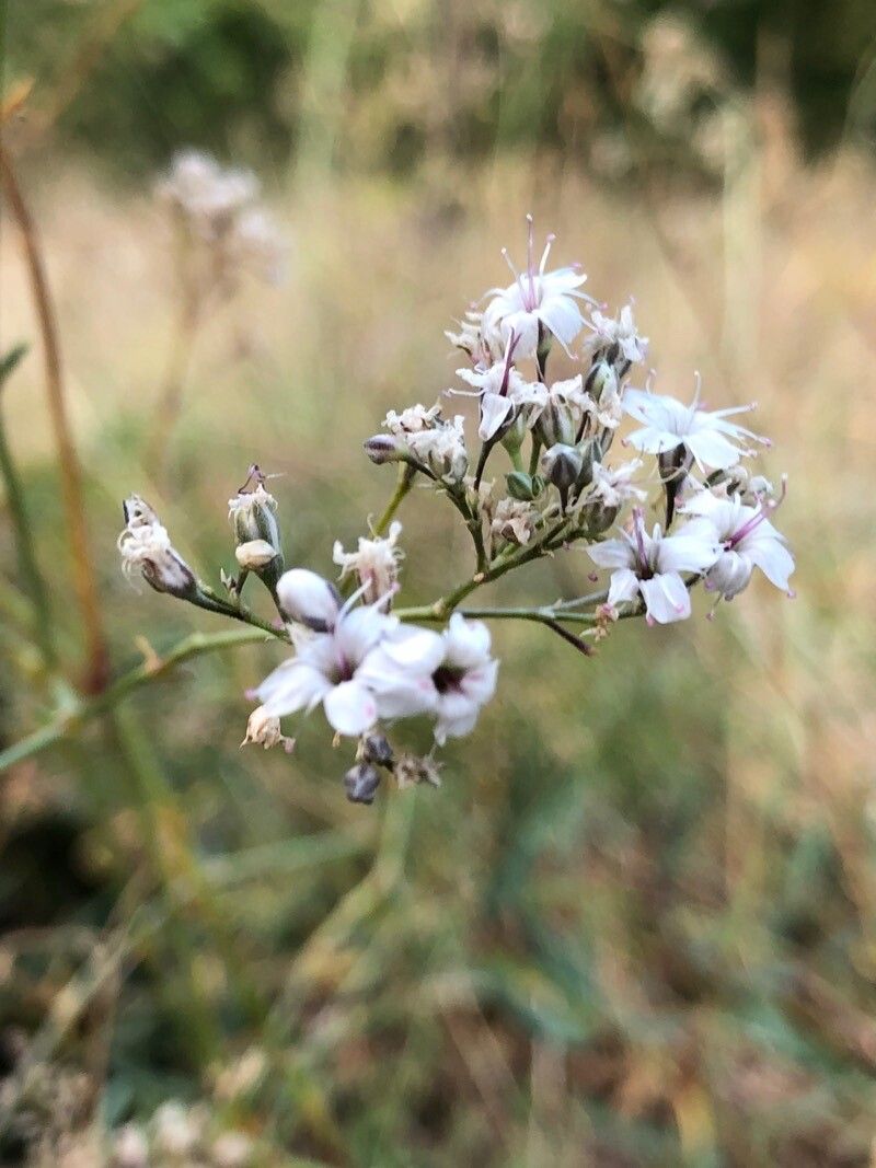 Gypsophila papillosa — search result for 'Gypsophila'