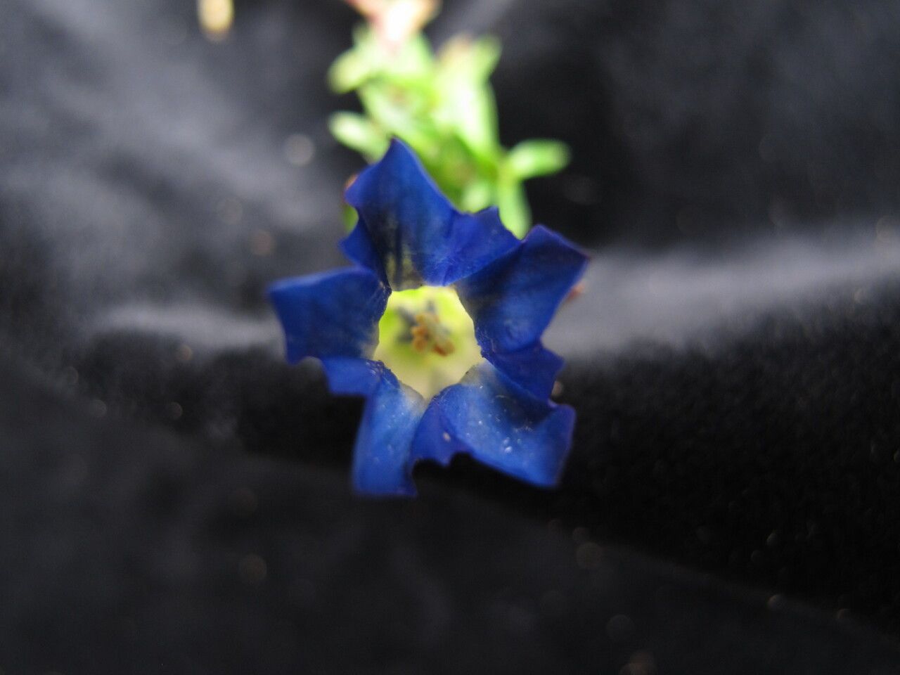 Gentiana prolata — houseplant care guide
