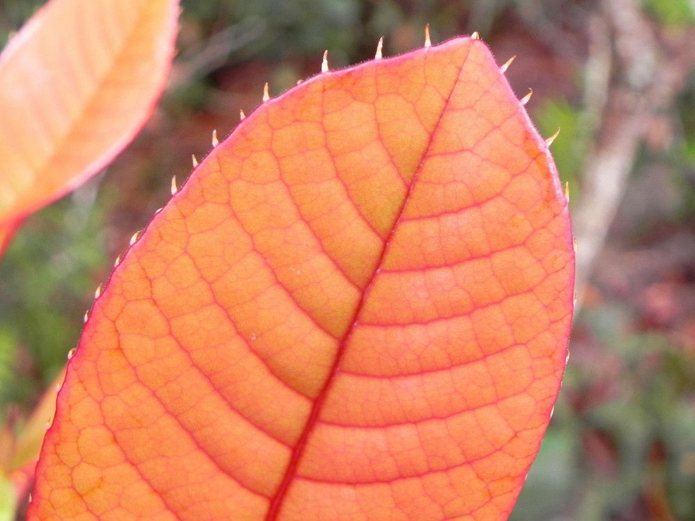 Nothofagus baumanniae leaf