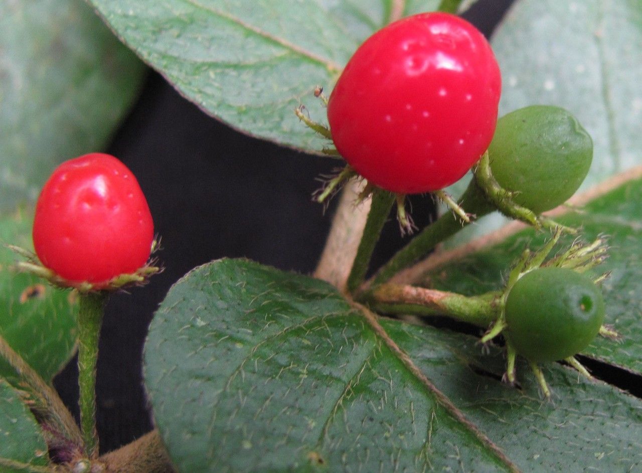 Lycianthes inaequilatera fruit