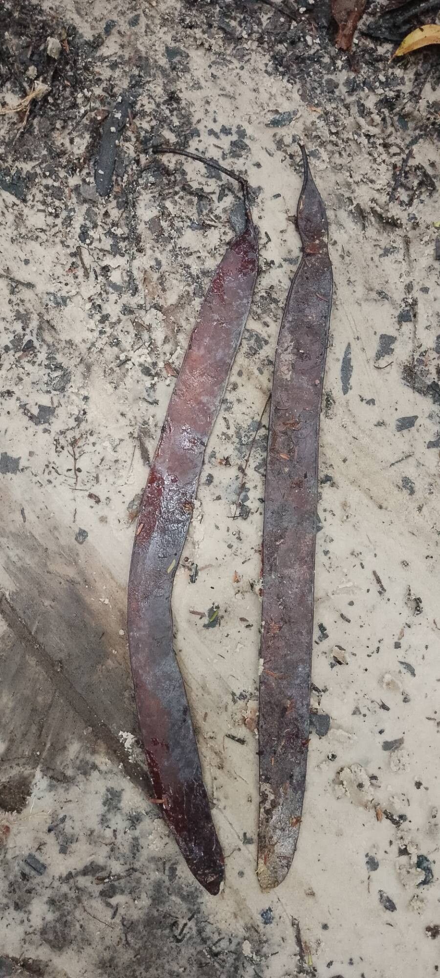 Newtonia leucocarpa fruit