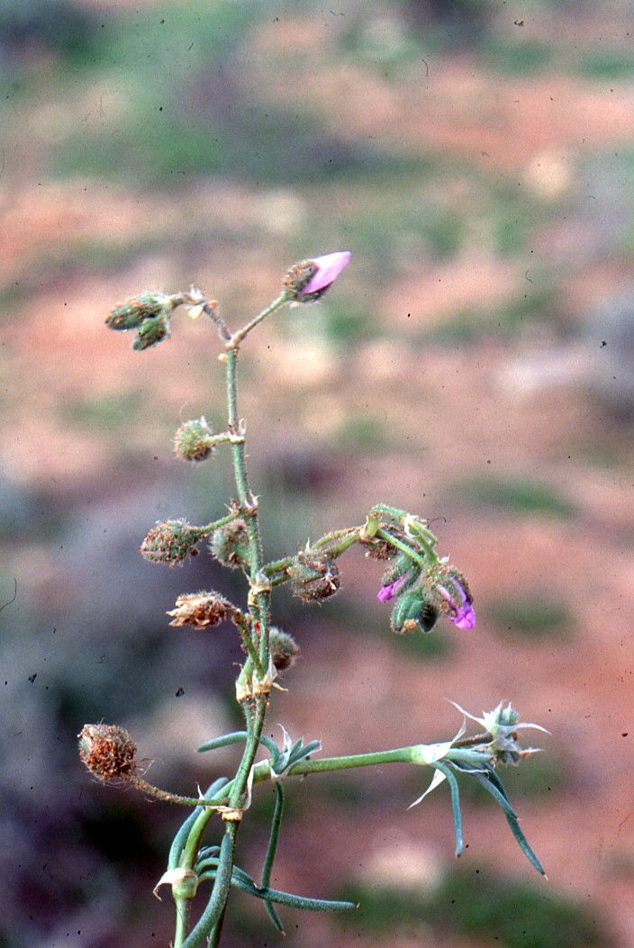 Spergularia heldreichii habit