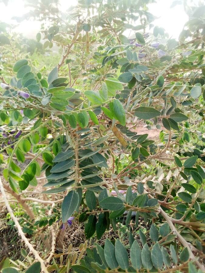 Mundulea sericea fruit