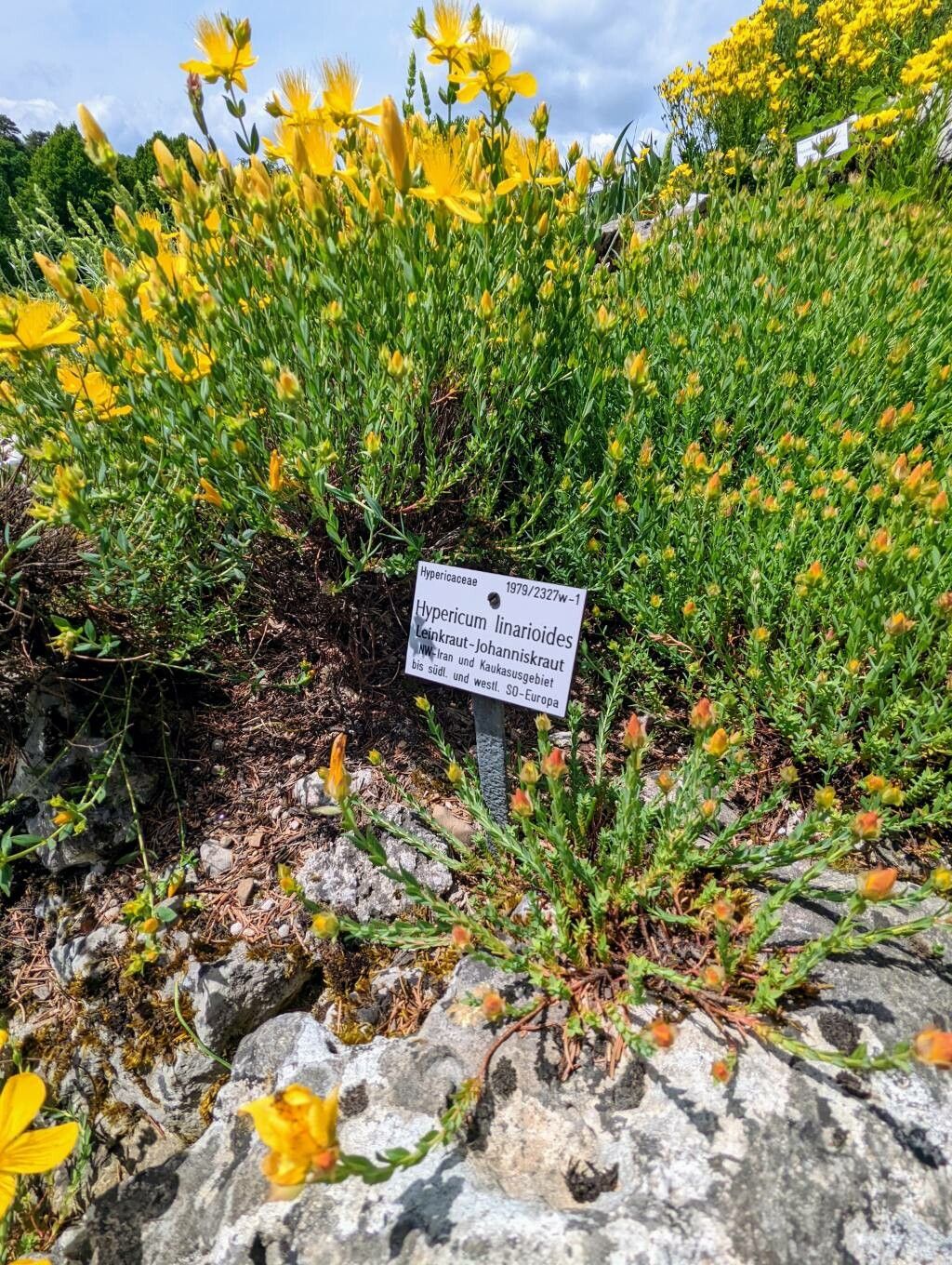 Hypericum linarioides habit