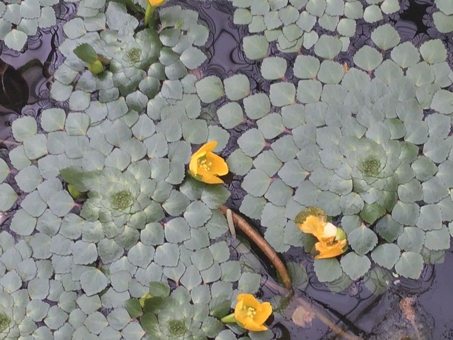 Ludwigia sedioides — search result for 'Ludwigia'