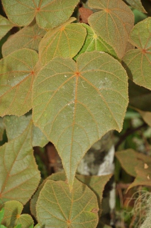 Dombeya reclinata — search result for 'Dombeya'