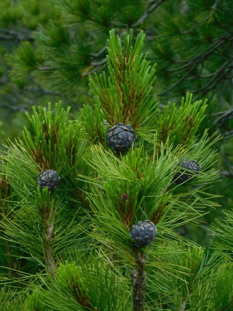 Pinus sibirica fruit