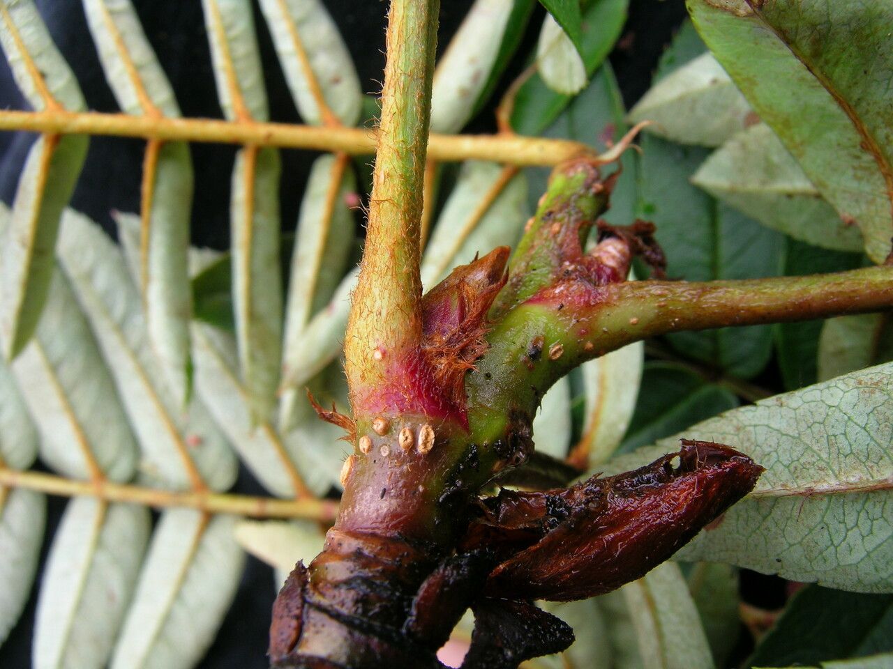 Sorbus himalaica bark