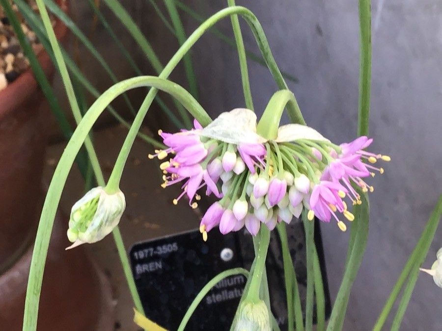 Allium stellatum flower