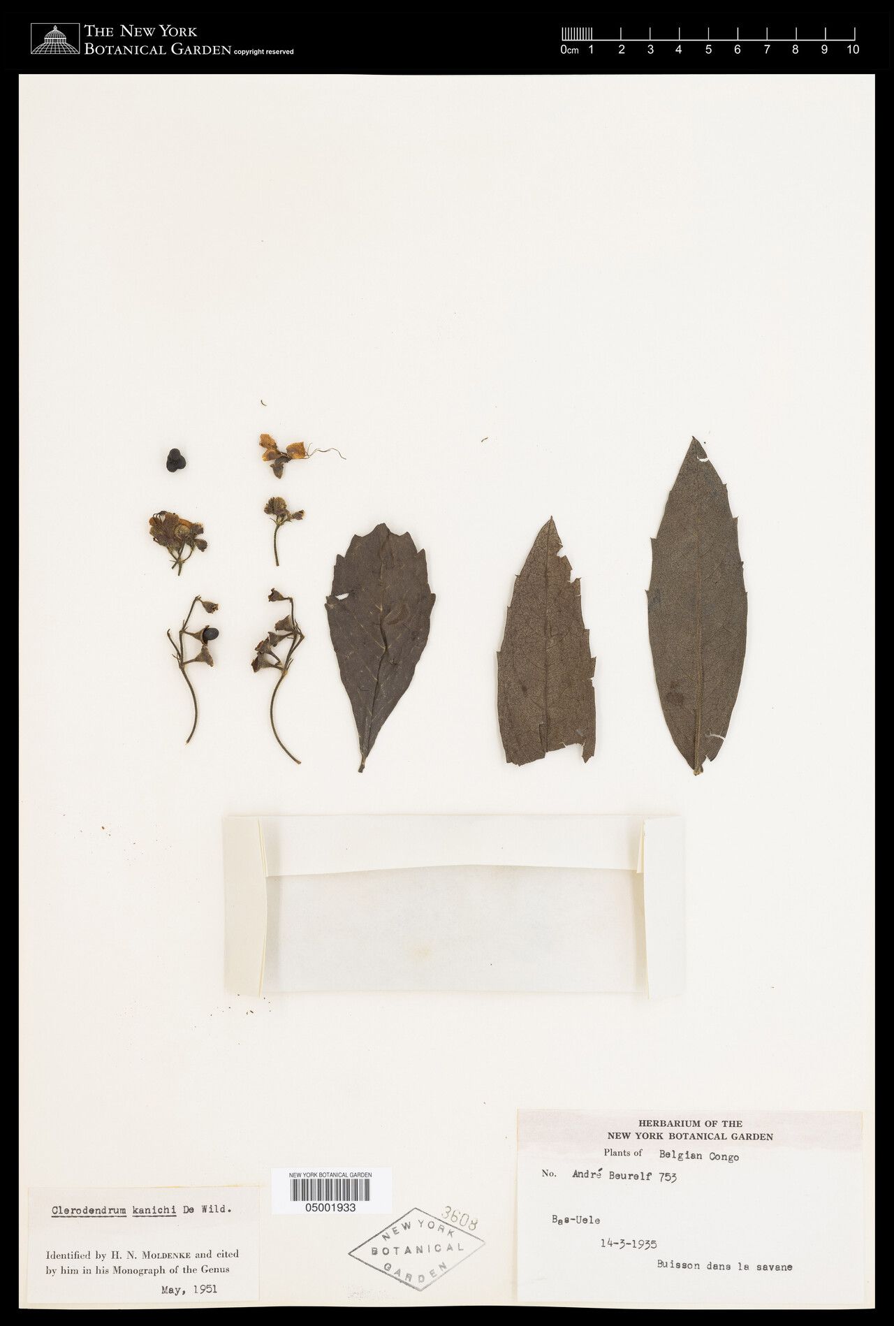 Clerodendrum kanichi — houseplant care guide